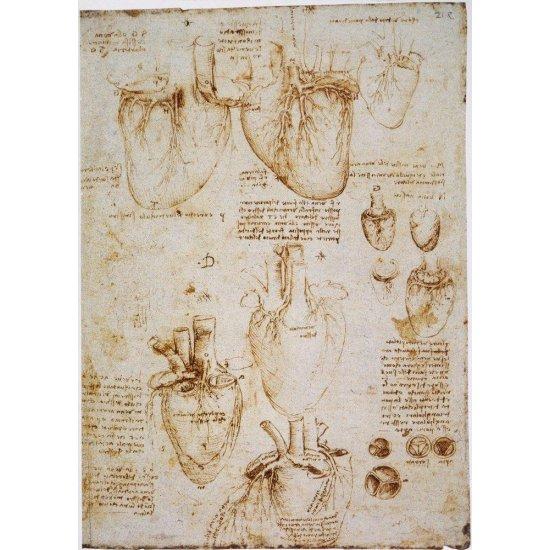 Leonardo Da Vinci Anatomist