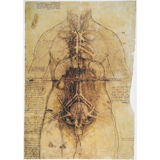 Leonardo Da Vinci Anatomist
