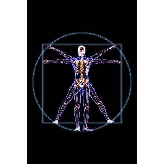 Leonardo Da Vinci Vitruvian Man