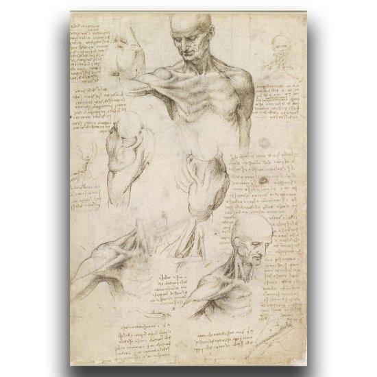 Leonardo Da Vinci Vitruvian Man