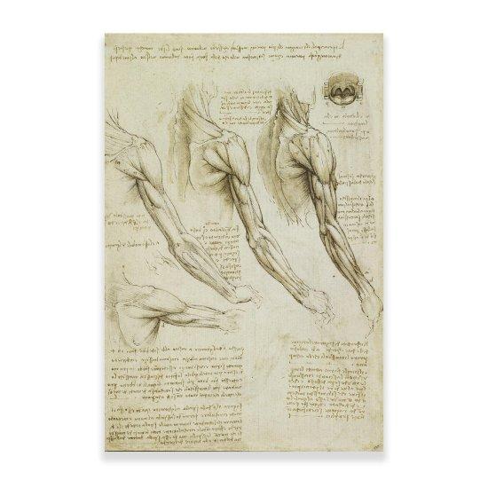 Leonardo Da Vinci Vitruvian Man