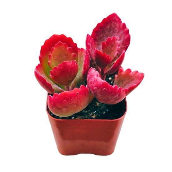 Mini Kaktüsler