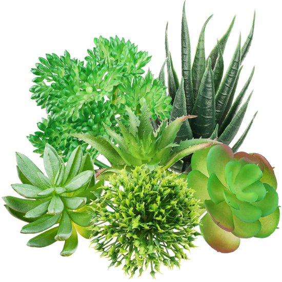 Mini Kaktüsler