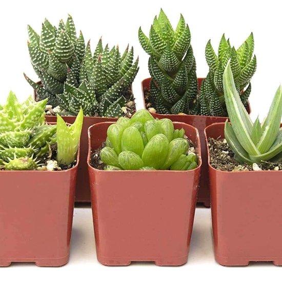 Mini Kaktüsler