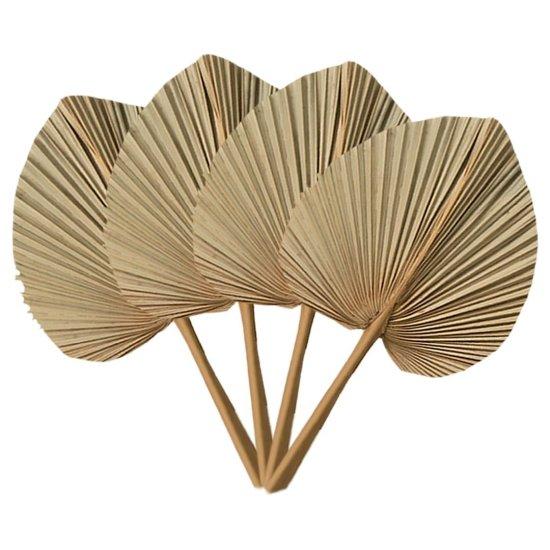 Kuru Palmiye Yaprağı