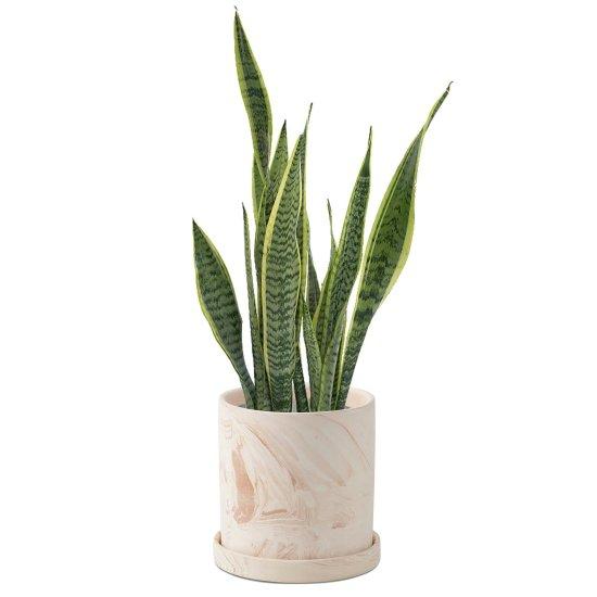 5 Litre Saksı