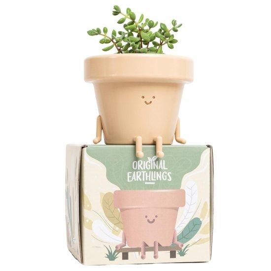 Dekoratif Kaktüs Saksıları