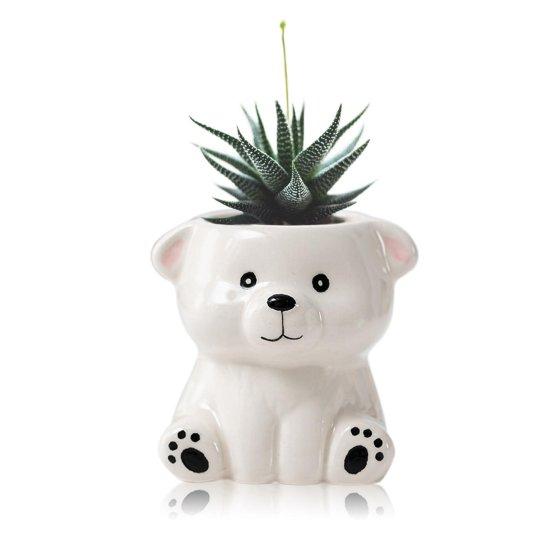 Dekoratif Kaktüs Saksıları