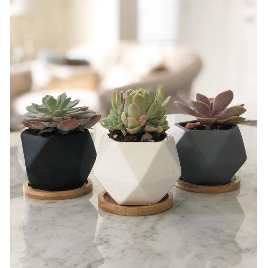 Dekoratif Kaktüs Saksıları