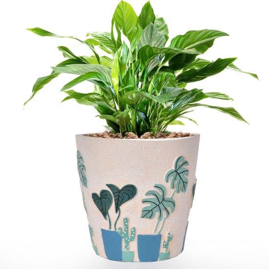 Deve Tabanı Saksısı