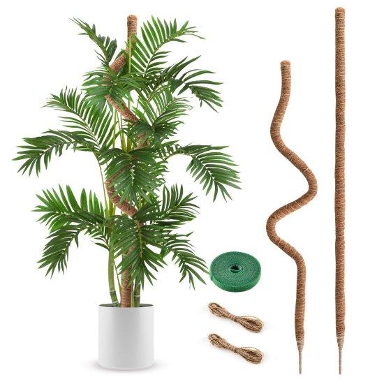 Deve Tabanı Saksısı