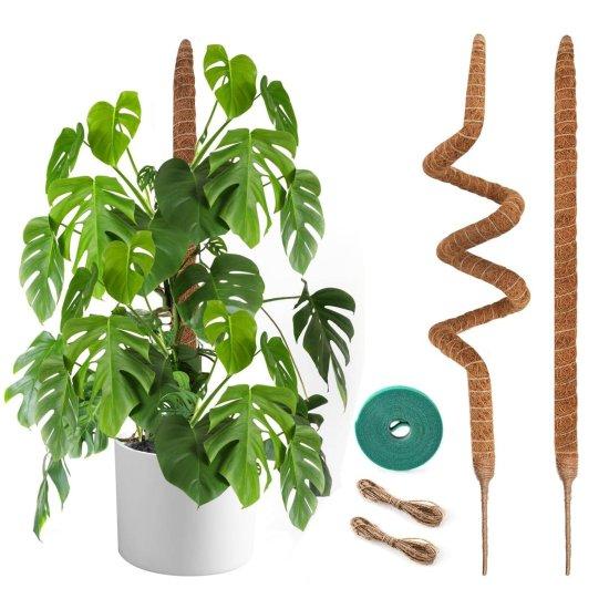 Deve Tabanı Saksısı