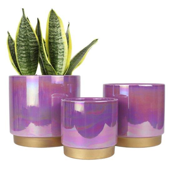 Deve Tabanı Saksısı