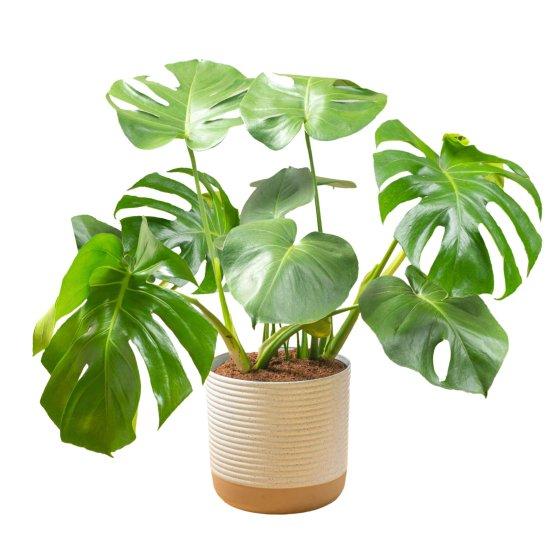 Deve Tabanı Saksısı