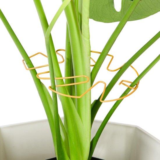 Deve Tabanı Saksısı