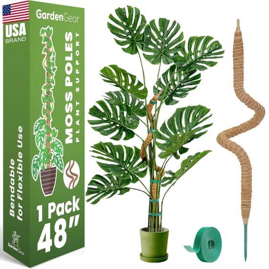 Deve Tabanı Saksısı