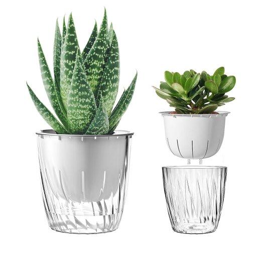 Deve Tabanı Saksısı