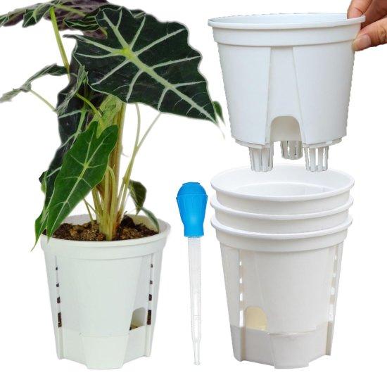 Deve Tabanı Saksısı