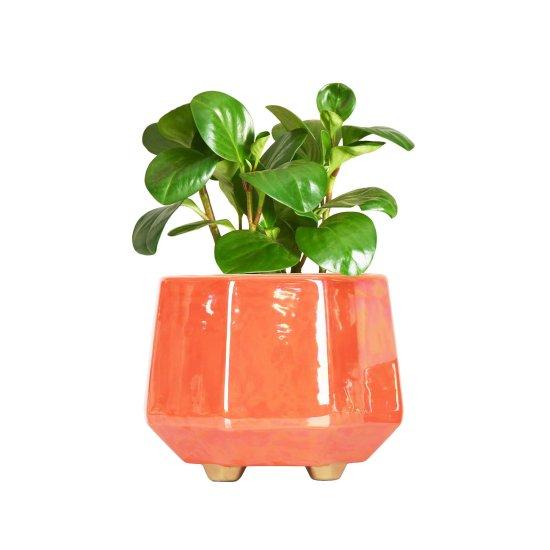 Porselen Saksı Büyük