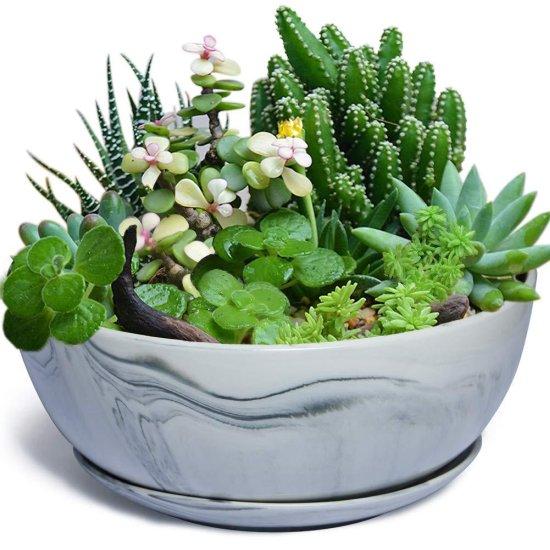 Sukulent Aranjman Saksısı