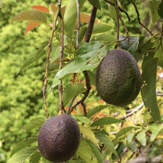 Avokado Ağacı