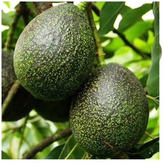 Avokado Ağacı