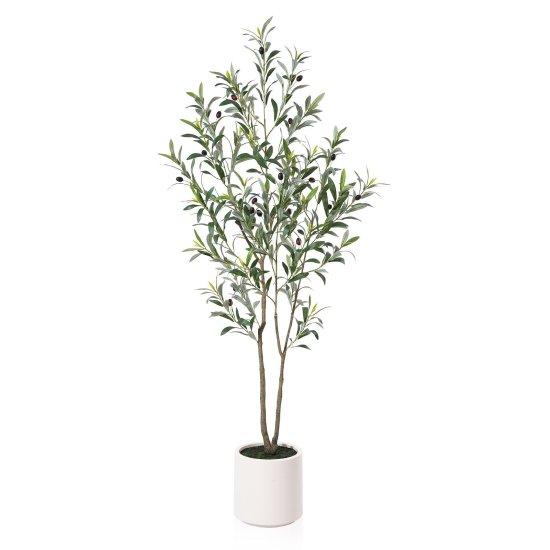 Avokado Ağacı