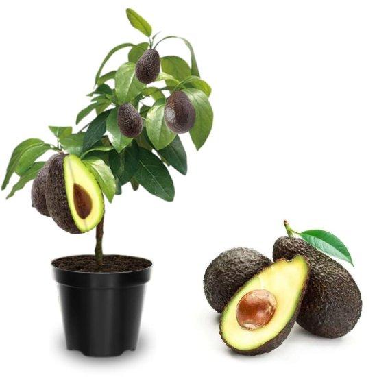 Avokado Ağacı