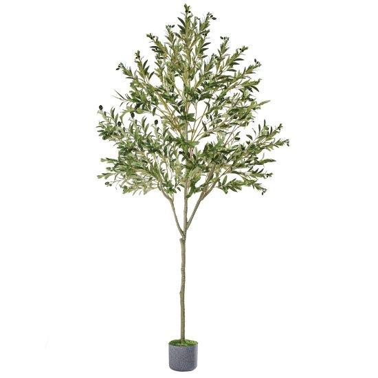 Avokado Ağacı