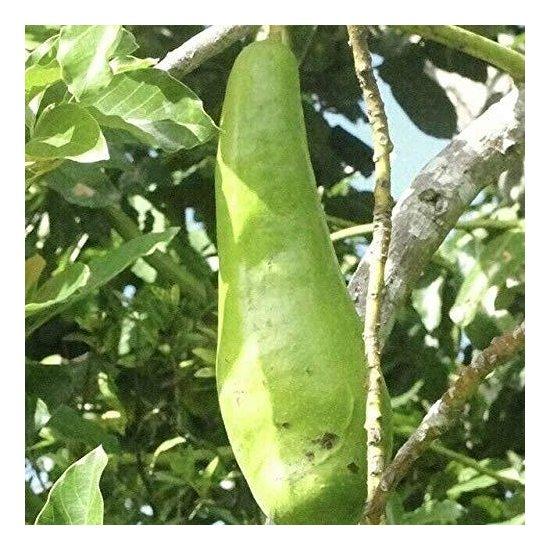 Avokado Ağacı