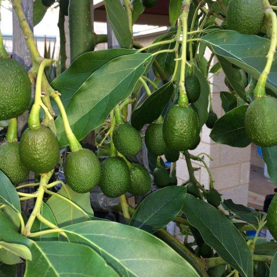 Avokado Ağacı