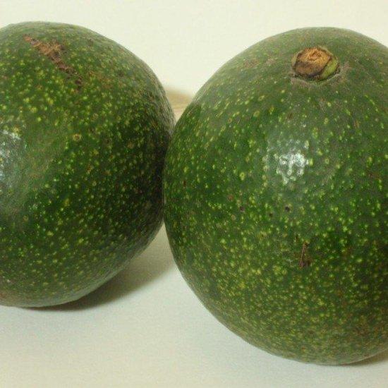 Avokado Ağacı
