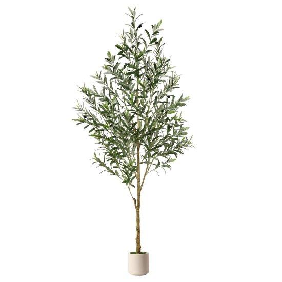 Avokado Ağacı