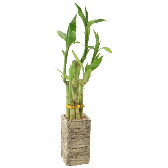 Bambu Saksısı