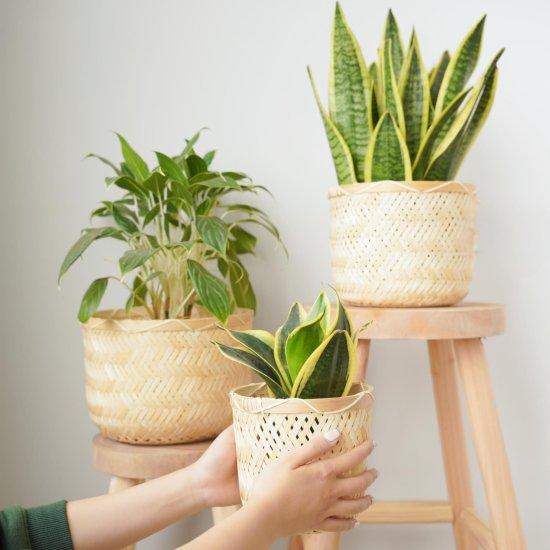 Bambu Saksısı