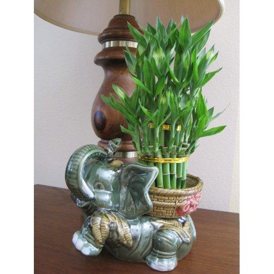Bambu Saksısı