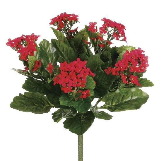 Kalanchoe Çiçeği