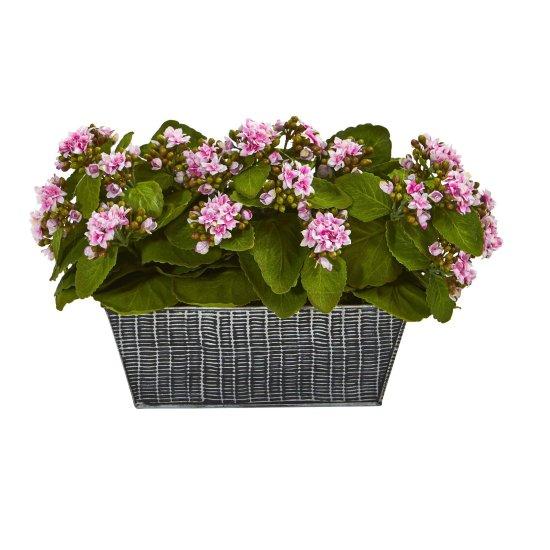 Kalanchoe Çiçeği