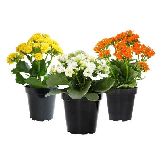 Kalanchoe Çiçeği