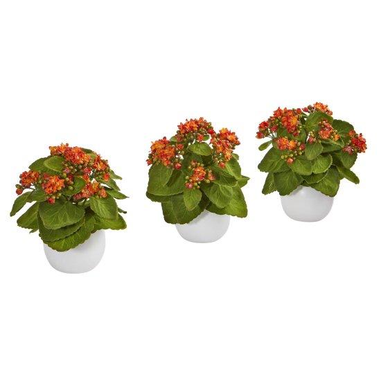 Kalanchoe Çiçeği