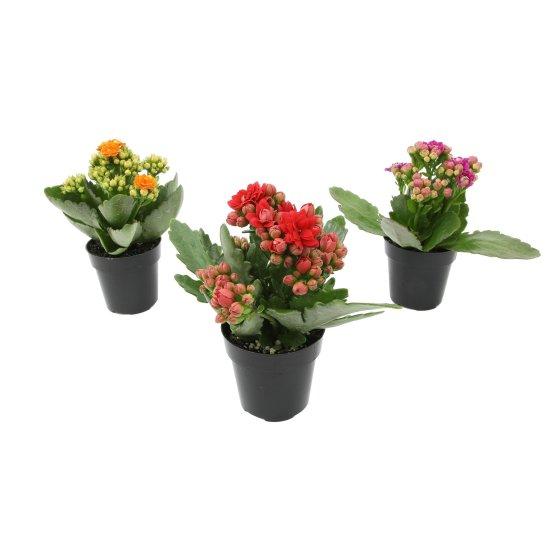 Kalanchoe Çiçeği