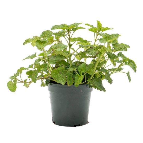 Melisa Ağacı