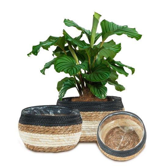 Rattan Saksılık