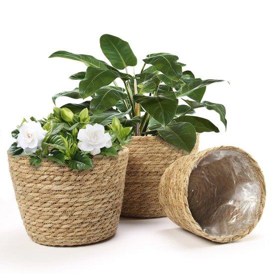 Rattan Saksılık