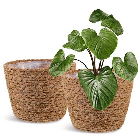 Rattan Saksılık